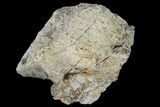 Fossil Triceratops Bone Section - North Dakota #117583-1